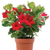 Tropica™ Modesto Red Dipladenia