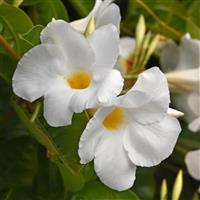 Tropica™ Modesto White Dipladenia