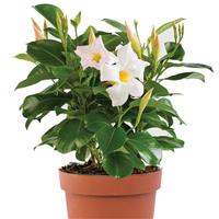 Tropica™ Modesto White Dipladenia