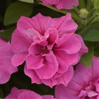 Vogue™ Pink Double Petunia