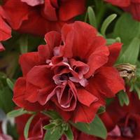 Vogue™ Red Double Petunia