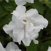 Vogue™ White Double Petunia