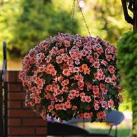 Patchwork™ Peach Prism Exotic Impatiens