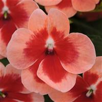 Patchwork™ Peach Prism Exotic Impatiens