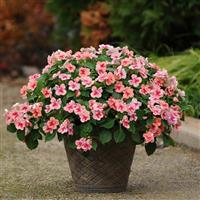 Patchwork™ Peach Prism Exotic Impatiens