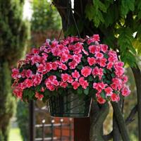 Patchwork™ Pink Shades Exotic Impatiens