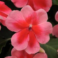 Patchwork™ Pink Shades Exotic Impatiens