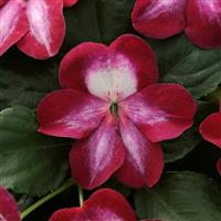 Patchwork™ Cosmic Burgundy Exotic Impatiens