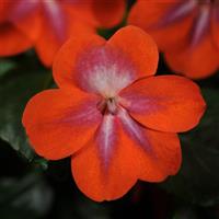 Patchwork™ Cosmic Orange Exotic Impatiens