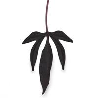 SolarPower™ Black Ipomoea