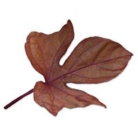 SolarPower™ Red Ipomoea