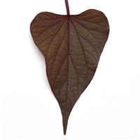 SolarPower™ Red Heart Ipomoea