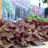 SolarPower™ Red Heart Ipomoea