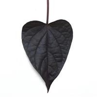 SolarPower™ Black Heart Ipomoea