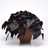 SolarPower™ Black Heart Ipomoea