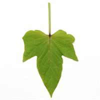 SolarPower™ Lime Heart Ipomoea