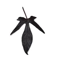 Spotlight™ Black Ipomoea