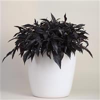 Spotlight™ Black Ipomoea