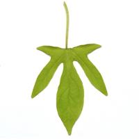 Spotlight™ Lime Ipomoea