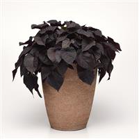 Spotlight™ Black Heart Ipomoea