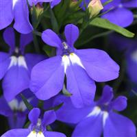 Heatopia™ Blue Lobelia