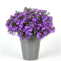 Heatopia™ Lavender Lobelia