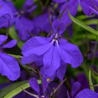 Heatopia™ Dark Blue Lobelia