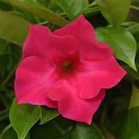 Tropica™ Unico Fuchsia Mandevilla