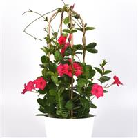 Tropica™ Unico Fuchsia Mandevilla