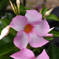 Tropica™ Unico Pink Mandevilla