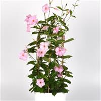 Tropica™ Unico Pink Mandevilla