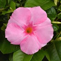 Tropica™ Grandiosa Rose Pink Mandevilla