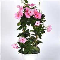 Tropica™ Grandiosa Rose Pink Mandevilla