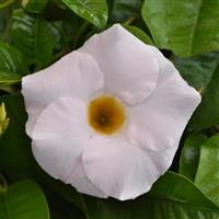 Tropica™ Grandiosa White Mandevilla