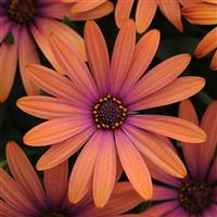 Serenity™ Bronze Osteospermum