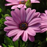 Serenity™ Pink Osteospermum