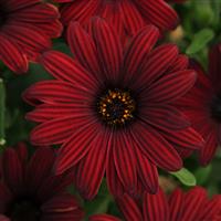 Serenity™ Red Osteospermum