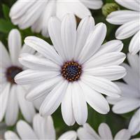 Serenity™ White Osteospermum