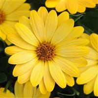 Serenity™ Deep Yellow Osteospermum