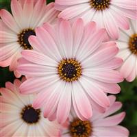 Serenity™ Pink Magic Osteospermum