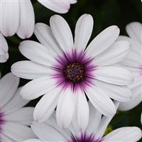 Serenity™ Lavender Frost Osteospermum