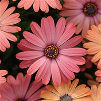 Serenity™ Rose Magic Osteospermum