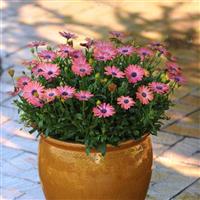 Serenity™ Rose Magic Osteospermum