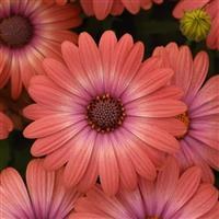 Serenity™ Coral Magic Osteospermum