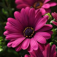 Serenity™ Dark Purple Osteospermum