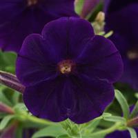 CannonBall™ Blue Petunia