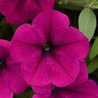 CannonBall™ Burgundy Petunia