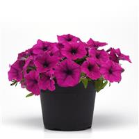 CannonBall™ Burgundy Petunia