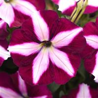 CannonBall™ Burgundy Star Petunia