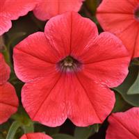 CannonBall™ Coral Petunia